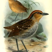Bay-headed Tanager