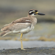 Beach Thick-knee