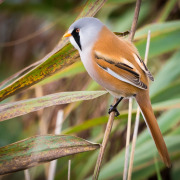 Bearded Reedling