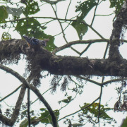 Beautiful Nuthatch