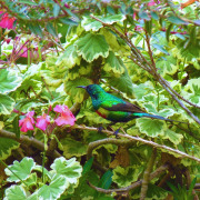 Beautiful Sunbird