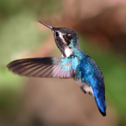 Bee Hummingbird