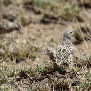 Beesley's Lark