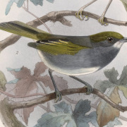 Bell's Vireo