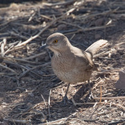 Bendire's Thrasher