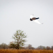 Bengal Florican