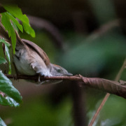 Beverly's Spinetail