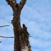 Black-and-red Broadbill