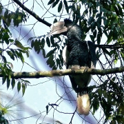 Black-and-white-casqued Hornbill