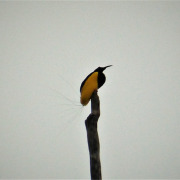 Black-and-white Manakin