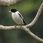 Black-backed Butcherbird