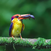 Black-backed Kingfisher