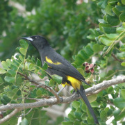 Black-backed Oriole