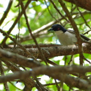 Black-backed puffback