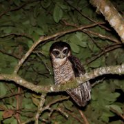 Black-banded Owl