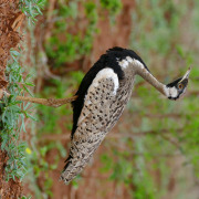 Black-bellied Bustard
