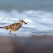 Black-bellied Plover