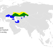 Black-bellied Sandgrouse