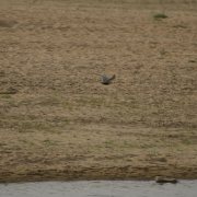 Black-bellied Tern