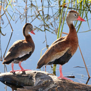 Black-bellied Whistling Duck