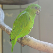 Black-billed Amazon