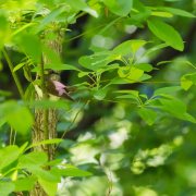 Black-billed Cuckoo