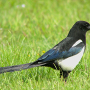 Black-billed Magpie