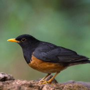 Black-billed Mountain Thrush