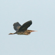 Black Bittern