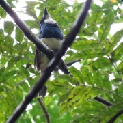 Black-breasted puffbird
