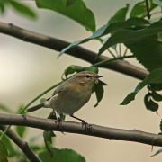 Black-browed Reed Warbler
