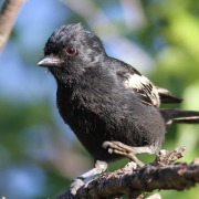 Black-capped Chickadee