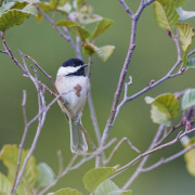 Black-capped Chickadee