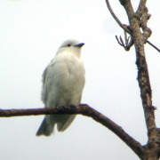 Black-capped Hemispingus