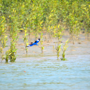 Black-capped Kingfisher