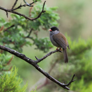Bush Blackcap