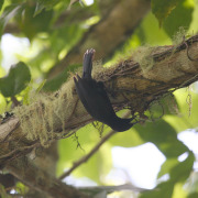 Black Catbird