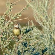 Black-chested Prinia