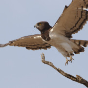 Black-chested Snake Eagle