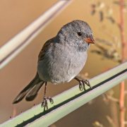 Black-chinned Sparrow