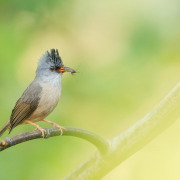Black-chinned Yuhina