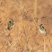 Black-Collared Barbet