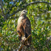 Black-collared Hawk