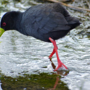 Black Crake