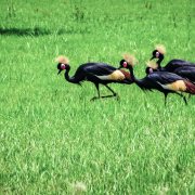 Black Crowned Crane