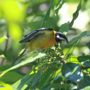 Black-crowned Palm-Tanager