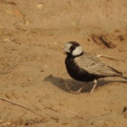 Black-crowned Sparrow-Lark