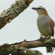 Black-crowned Tchagra