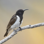 Black-crowned Tchagra