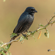 Black Drongo